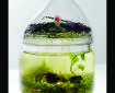 Water, pond life, plastic toy, plastic, glass.