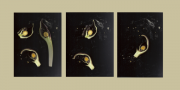 3Tryptych_Skunk-cabbage3