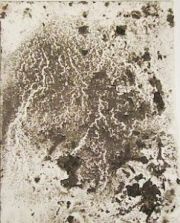 4thumbs_Great_Swamp_small