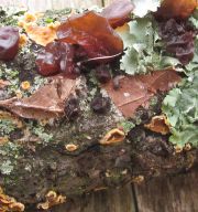 Dog_auricularia_close_up