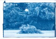 Forest-1