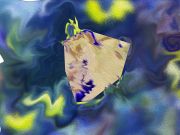 10679670_844922375520215_1109239971080582573_o