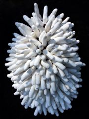 Anemone1