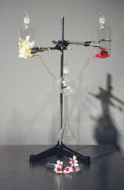 hybridizer