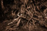 Becoming-Redcedar-Lily-TreeGirl-960pix