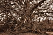 Monterey-Cypressness-TreeGirl-960pix