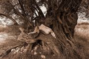 Panosos-Olive-Wave-TreeGirl-960pix