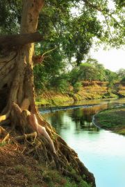 Sycamore-River-Fig-TreeGIrl-960pix