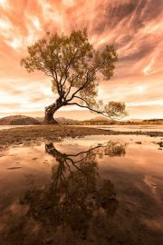 Wanaka-Willow-TreeGirl-960pix