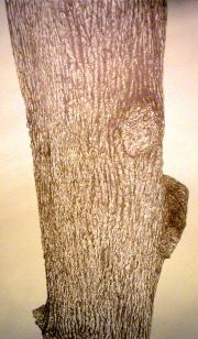 do-not-hack-off-these-burls-2