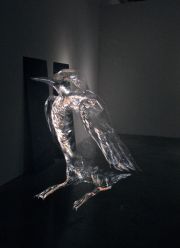Abigail Spector-Common Murre