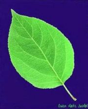 Floating-Leaf-Silk-screen-printed-Mounted-Installation-