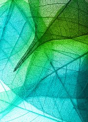 Green leaves background