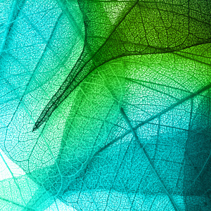 Green leaves background