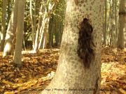 atefeh-khas-from-hair-series-tree-with-hair-2008-isfahan-iran-copy