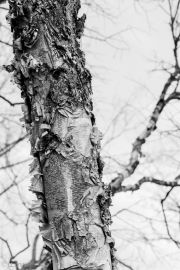 opening-my-heart-to-spring-1-of-1