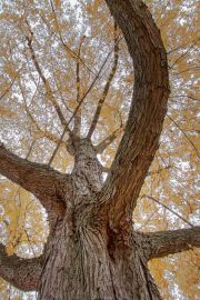 titanosaurus-tree-1-of-1