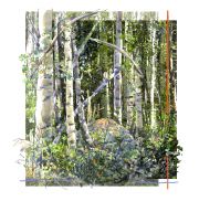 along-the-south-crestone-trail