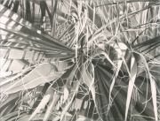conclaveweb
