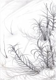 sand-dune-colony-sapelo-svpt