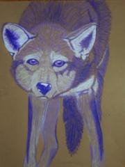 timberwolf