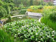 12-constructed-wetland-lwg2