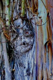 TreeSpirit