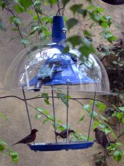 Demaray_PandoraBird2016