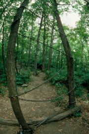 ricetreeburial7