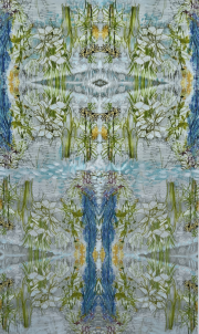 WEAD-Benyshek-The-Little-Flora