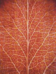 2016_Addison-E-Red-Leaf-no.1