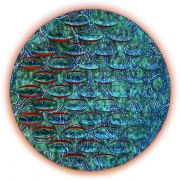 Addison_Inception_crop-with-white-mask