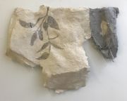 Ferara_AlongthewallKnotweedshadow2