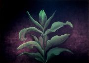 05.shaffer_digitalis