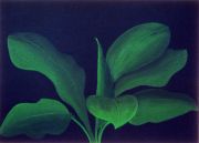08.shaffer_lungwort
