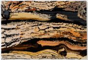 bristlecone_wead