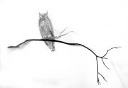 owlonbranch