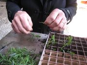 phtobotanica-lavender-cuttings-020