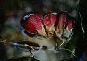 4redflowers_6x4_120dpi