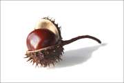 Chestnut_3x2_300dpi_stroked