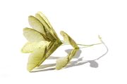 JapaneseMaple_green_3x2_300