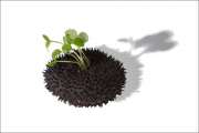 Monkey's_comb_3x2_300dpi_stroked