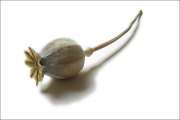 Poppy_3x2_300dpi_stroked
