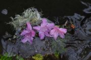 dark_moss_550x400_72dpi