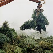 Claw with Trees, Randalls Island, NYC 2006