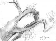 oaks 2007 001