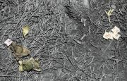 used-tea-bags-Santa-Fe-National-Forest