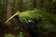 Forest_Puppet_Fern_Heron2