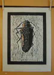 other-brown-beetle2