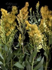 California-Goldenrod